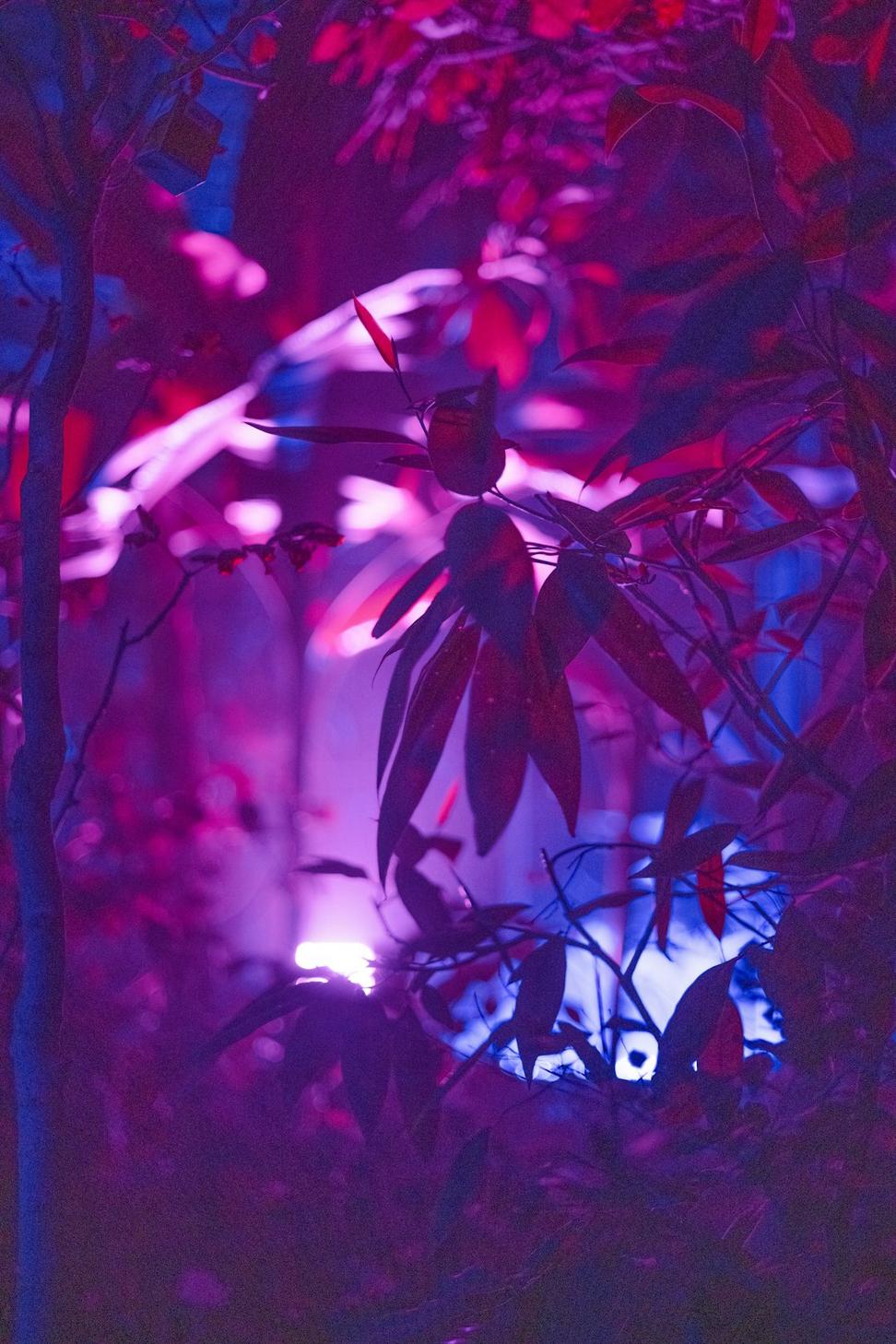 Enchanted Forest Suite